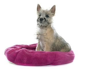 puppy cairn terrier