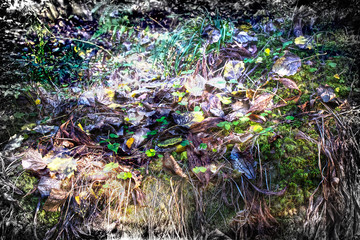 Beautiful composition of grass, leaves and moss