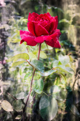 Vivid red rose with drops of dew on the petals