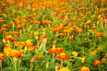 Beautiful glade of orange flowers