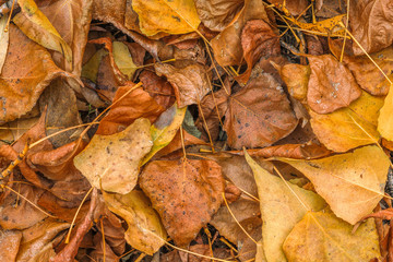 Fading autumn leaves. Top view.