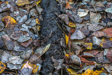 Fading autumn leaves. Top view.