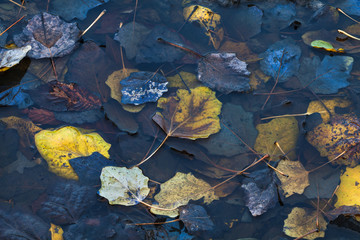 Fading autumn leaves. Top view.