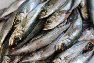 Frischer Fisch