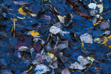 Fading autumn leaves. Top view.