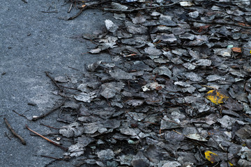 Fading autumn leaves. Top view.