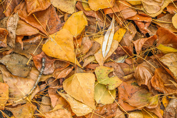Fading autumn leaves. Top view.