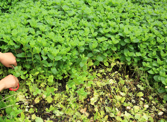 hands protect mint plant grow at vegetable garden