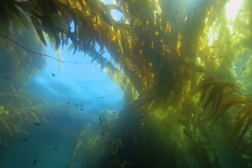 Fototapeta na wymiar Beach seaweed kelp forest underwater at Catalina Island, California