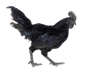 rooster ayam cemani