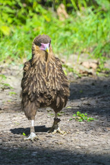Southern crested caracara (Caracara plancus)