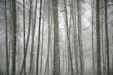 Fototapeta na wymiar Backwoods in the winter