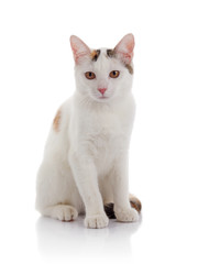 The white domestic cat with yellow eyes