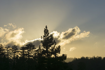 Backlit forest as setting sun catches on passing clouds