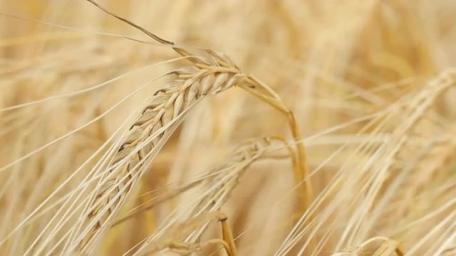 Close-up of a single ripe wheat straw waving in wind