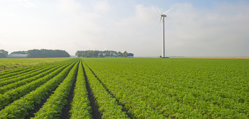 Carrots growing on a field in summer 