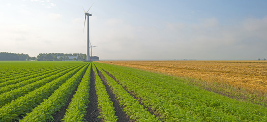 Carrots growing on a field in summer 