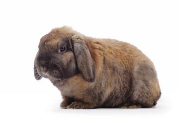 Naklejka premium portrait lapin bélier brun roux