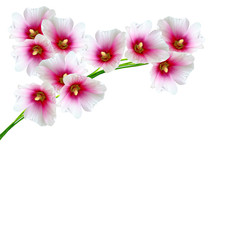 mallow flowers isolated on white background