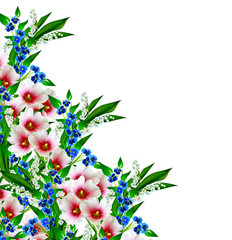 mallow flowers isolated on white background