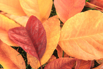 Heart shaped leaf among colorful fall leaves