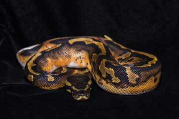 Obraz premium Piedbald Ball Python