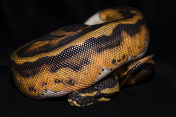 Piedbald Ball Python