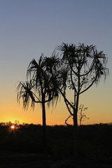 pandanus trees in the sunset a