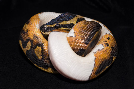 Piedbald Ball Python