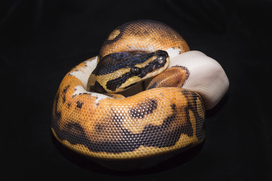 Piedbald Ball Python