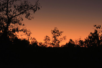 bright sunset in the Australian bush