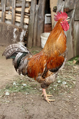 Beautiful Rooster Colorful chicken farm, shooting outdoors.