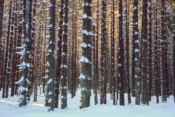 Fototapeta premium winter forest background, vintage look