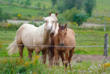 Naklejka na ściany i meble ﻿horses in a country paddock
