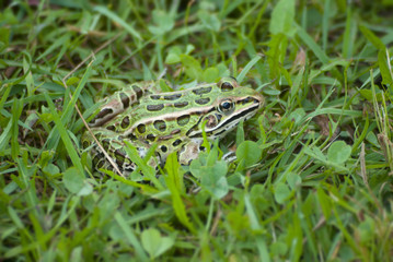 green frog in the grass