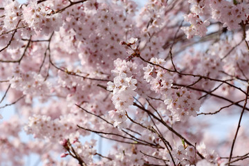 Sakura flower or cherry blossoms.