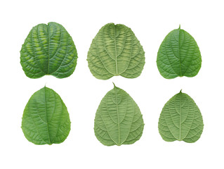 Collection fresh green leaves isolated on white background.