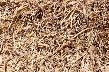 dry yellow golden straw texture of background.