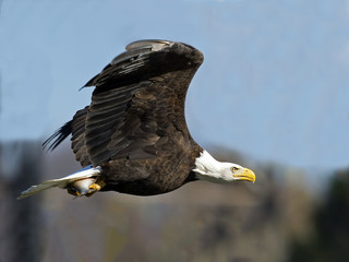 Bald Eagle in Flight with Fish