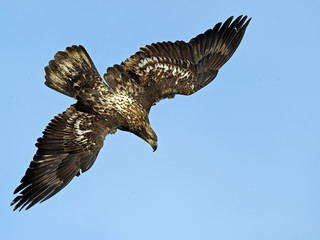 Juvenile Bald Eagle Diving
