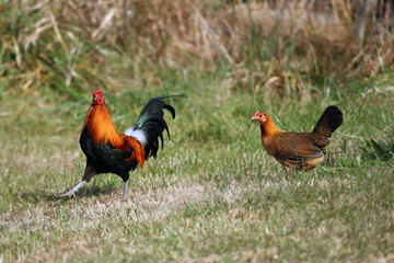 Chicken Chasing Rooster