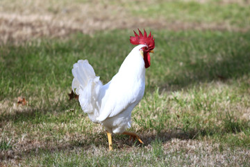 White Rooster