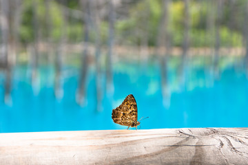 蝶と青い池