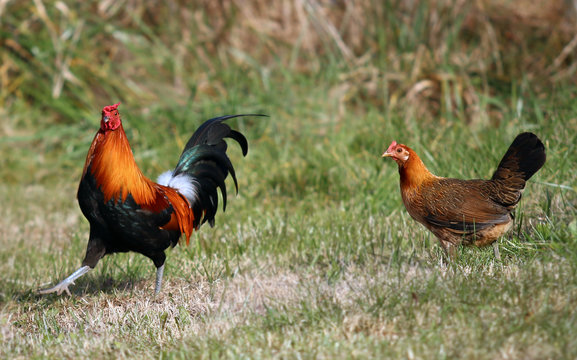 Chicken Chasing Rooster - Close Up