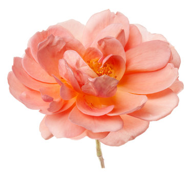 Peach Rose in Vase Isolated