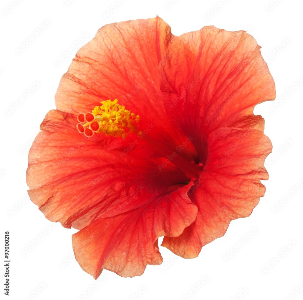 Sticker orange yellow hibiscus tropical flower isolated on white backgro