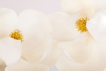 Fototapeta na wymiar White Magnolia Flower High Key Tropical Floral