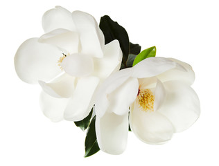 Fototapeta na wymiar Magnolia Flower White Magnolias Floral Tree Flowers