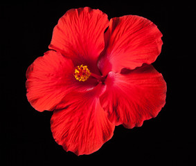 Red Hibiscus Flower on Black Background