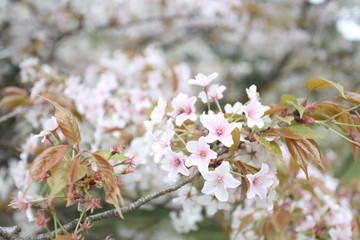 white sakura flower or cherry blossoms.